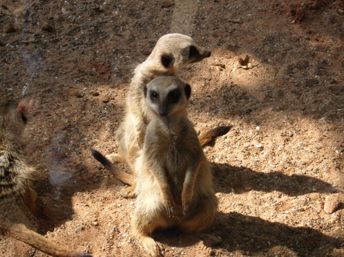 Simply Amazing Gifts  Meerkat 2
